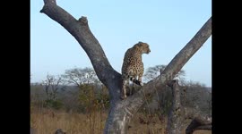 Cheetah has a poo in a Marula tree to mark his territory