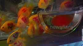 Controversy as Chinese aquarium paints family names onto fish to attract tourists