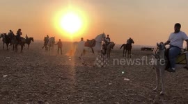 Dancing Arabian horses in Sahara Desert