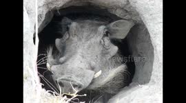 Warthog in its burrow and then it yawns