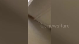 Amusing moment woman discovers daughter has dyed pet dog green during lockdown