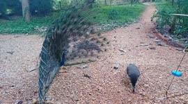 Peacock with peahen