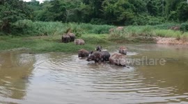 Herd of elephants cool off in a lake in Thailand