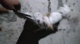 Pets love to play  tug of war