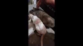Big Cat Persian Humbly Gave Her Food To Stray Cat