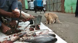 Loyal cat guards owner fish