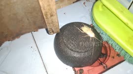 Albino cockroach feels like home in a bath room