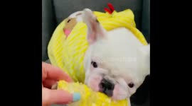 French Bulldog devours corn on the cob