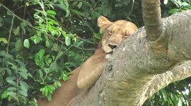 Lioness spotted having an afternoon snooze on branch in tree