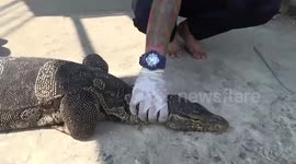 Wild monitor lizard caught in family's bathroom in Thailand