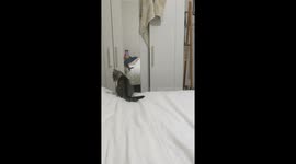 Isolation fun with a cheeky kitten.
