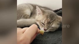 Adorable moment tired kitten is filmed 'sleep eating'