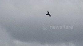 Red kite Birds
