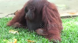 animals the medan zoo are straving due to covid-19