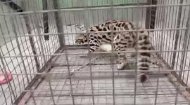 Wandering baby leopard strays into city, captured by officials in northern India