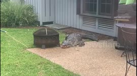 Alligator
