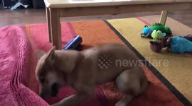 Adorable Shiba puppy goes Mike Tyson and viciously punches rug