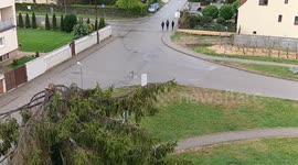 The start of the flight of a pigeon from a tree in slow motion