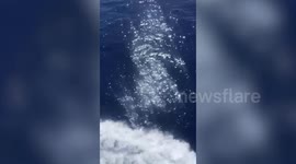 Dolphins swim alongside cargo ship off the coast of Mexico