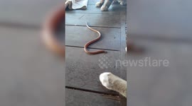 Two kittens play with deadly snake on front porch