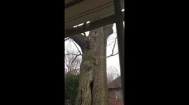 Raccoon carefully climbing down a tree