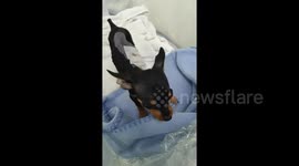 Vet in India guides operation on two-month-old puppy in Malaysia via livestream