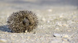 Close-up of adorable little hedgehog uncurling