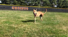 Mistreated dog defies odds by walking on just two right legs