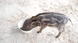 Wild baby boar becomes best friends with cat and dog after being rescued by farmer in Thailand