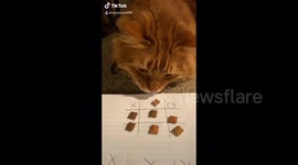 Woman plays Tic-Tac-Toe with her CAT while quarantined in Missouri