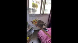 Crazy parrot singing and dancing
