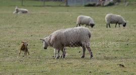 Newborn lamb has very bad first day.