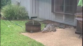US family shocked to find 'aggressive' alligator lurking in their garden