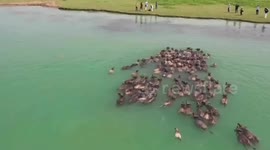 Hundreds of buffaloes swim across river to graze in south China