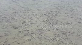 Thousands of starfish gather on deserted Thai beach due to coronavirus lockdown