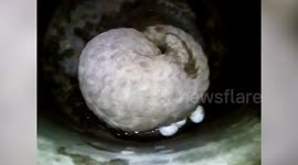 Pangolin rescued from vehicle tyre in northern India