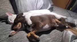 Dog and Cat Caught Spooning