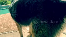 Fostering Trace the Tripod Puppy