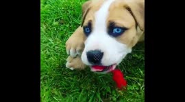 Not exactly puppy proof