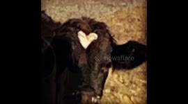 Love heart on face of angry bull