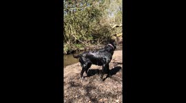 Can you spot the rainbow as a Labrador shakes the water off