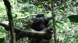 Bonobo family life 2: pesky infant interrupts quality time between parents in peaceful rainforest glade in DRC.