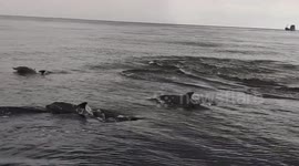 Pod of bottlenose dolphins swim alongside boat in Thailand