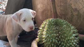 Pet dogs try to bite through spikes shell of durian fruit