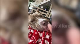 Pet pit bull sucks owner's finger at home in Massachusetts