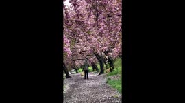 cherry blossoms Trees in central Park
