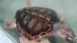 Beautiful turtle in srilanka