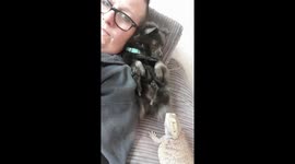Puppy gets scared of bearded dragon