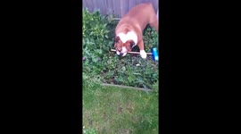 Dogs having playful fun