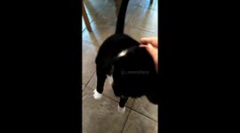 Cute cat loving the fuss